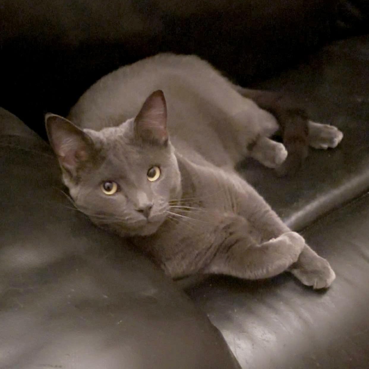 Smokey & Midnight (bonded brothers), Adoptable, Young Male Domestic Short Hair.