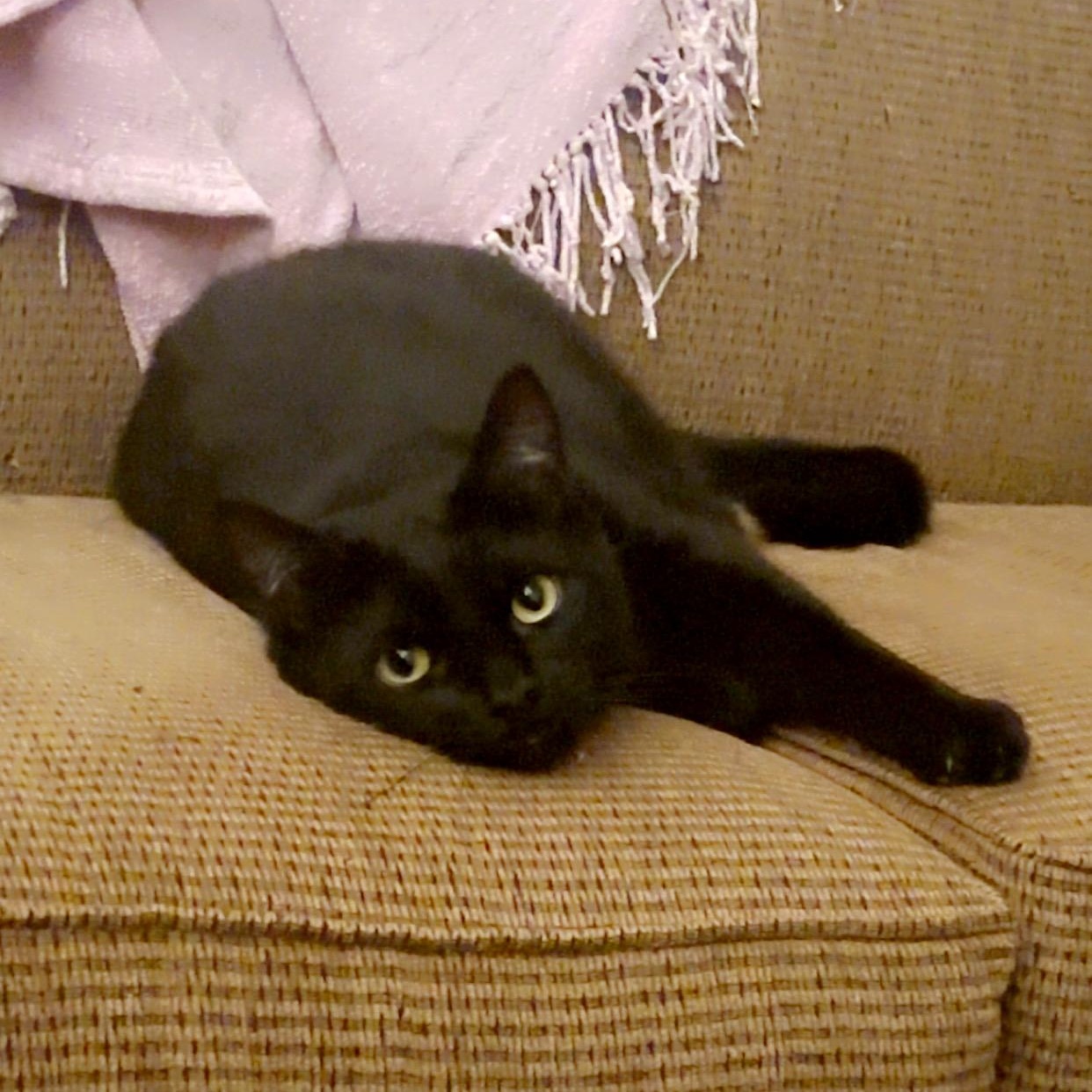 Enlarge Smokey & Midnight (bonded brothers), a Adoptable Domestic Short Hair in Cortland, NY image 4/4