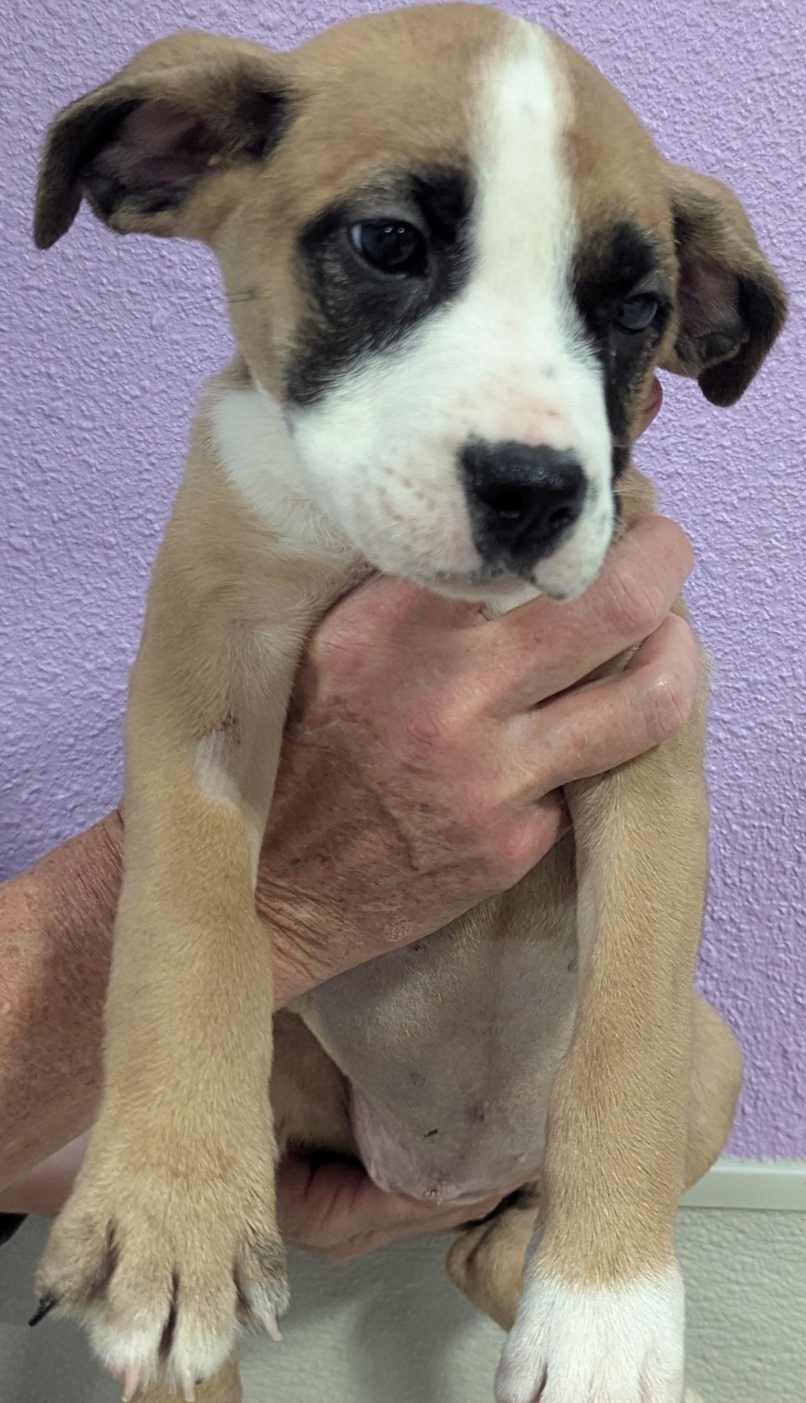 Enlarge Praline, an adopted mixed breed in Woodland, CA image 1/1