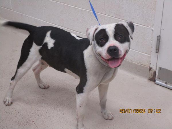 Enlarge Gunther (830), a Adoptable mixed breed in Marietta, GA image 1/1