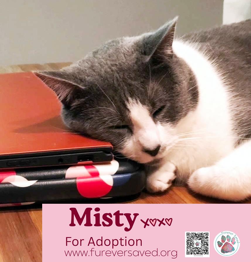 Misty, a ADOPTABLE Domestic Short Hair in Miami, FL image 5/6