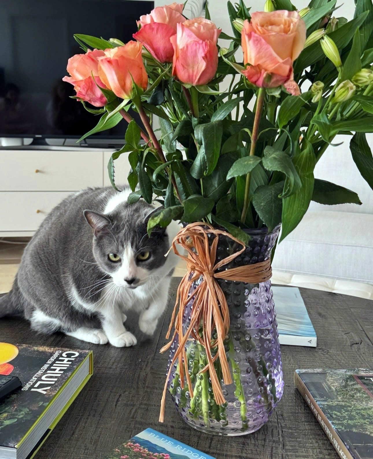 Misty, a ADOPTABLE Domestic Short Hair in Miami, FL image 3/6