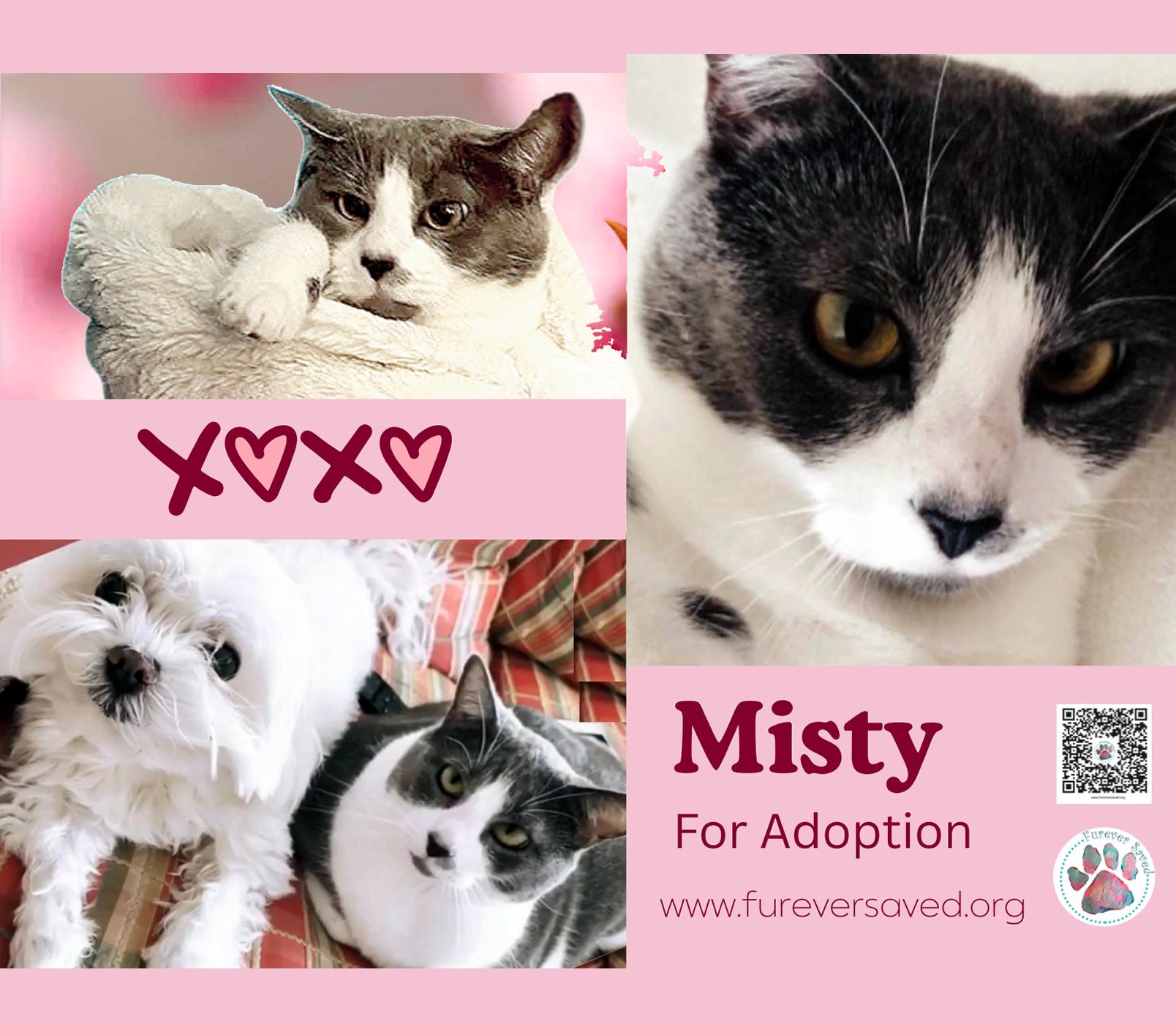 Misty, a ADOPTABLE Domestic Short Hair in Miami, FL image 1/6
