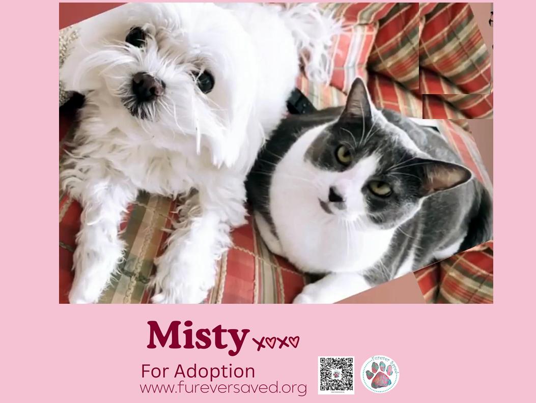 Misty, a ADOPTABLE Domestic Short Hair in Miami, FL image 2/6