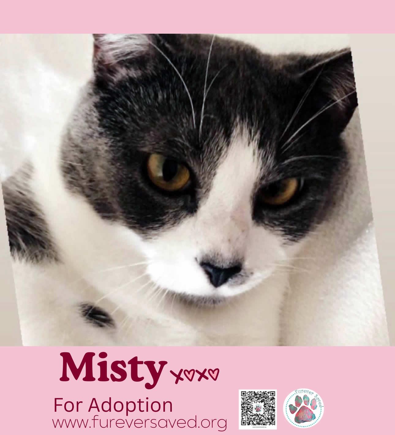 Misty, a ADOPTABLE Domestic Short Hair in Miami, FL image 4/6