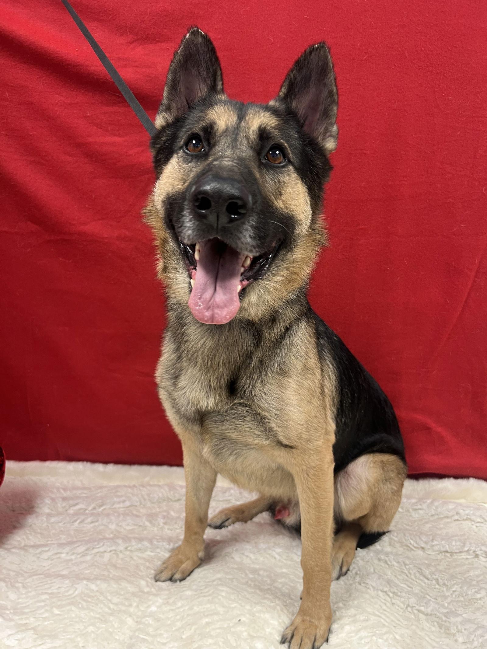 Enlarge Ace, a Adopted German Shepherd Dog in Euless, TX image 3/3