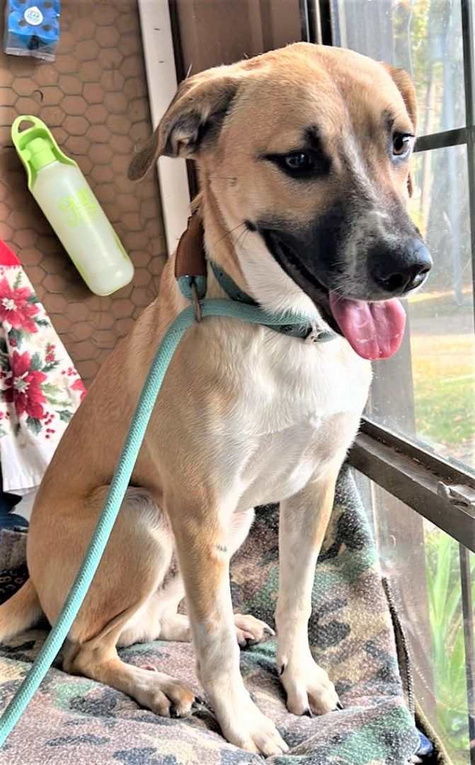 Enlarge Boston, a Adopted mixed breed in Laurel, MS image 1/1