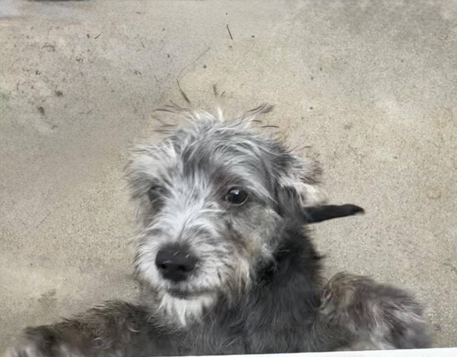 Sawyer, a Adoptable mixed breed in San Diego, CA image 1/6