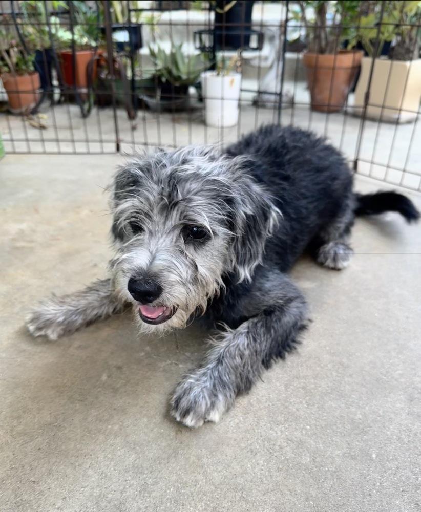 Sawyer, a Adoptable mixed breed in San Diego, CA image 2/6