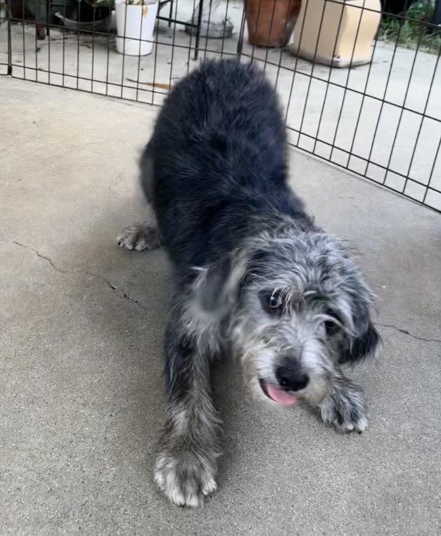 Sawyer, a Adoptable mixed breed in San Diego, CA image 3/6