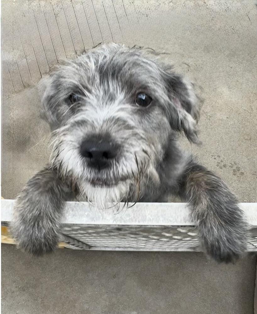 Sawyer, a Adoptable mixed breed in San Diego, CA image 4/6