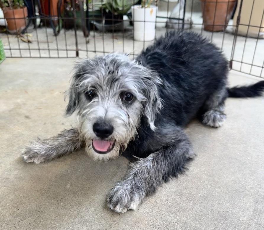 Sawyer, a Adoptable mixed breed in San Diego, CA image 5/6