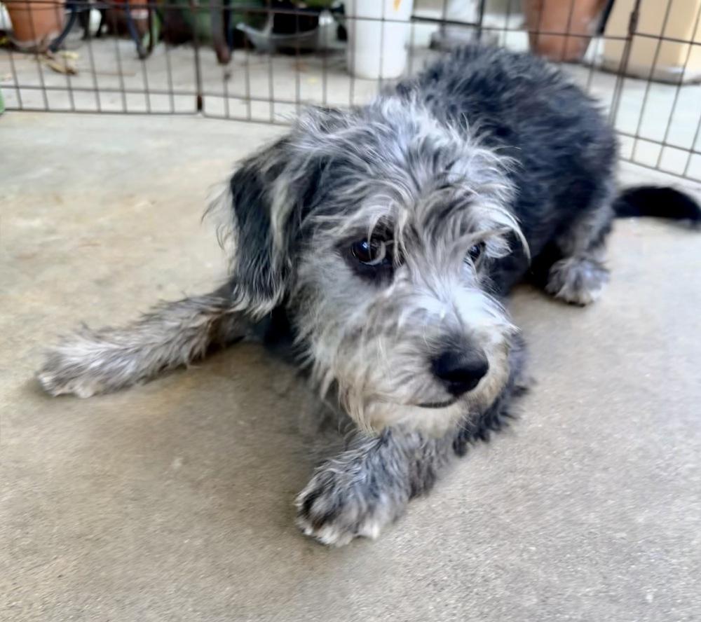 Sawyer, a Adoptable mixed breed in San Diego, CA image 5/6
