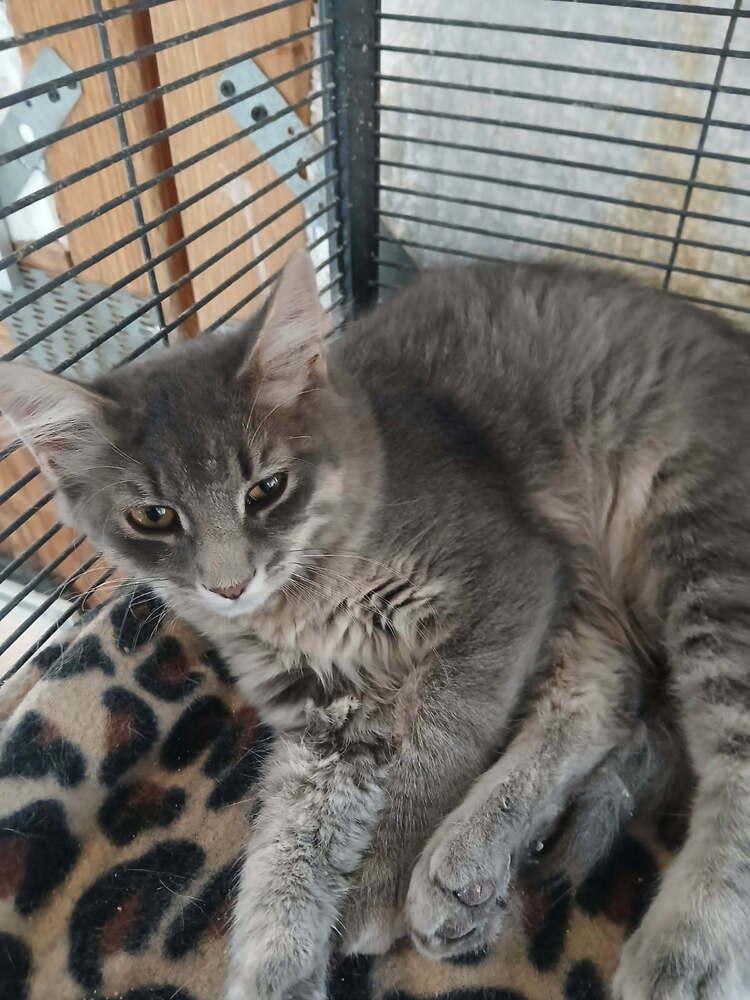 Tawnie, Adoptable, Kitten Female Domestic Short Hair.