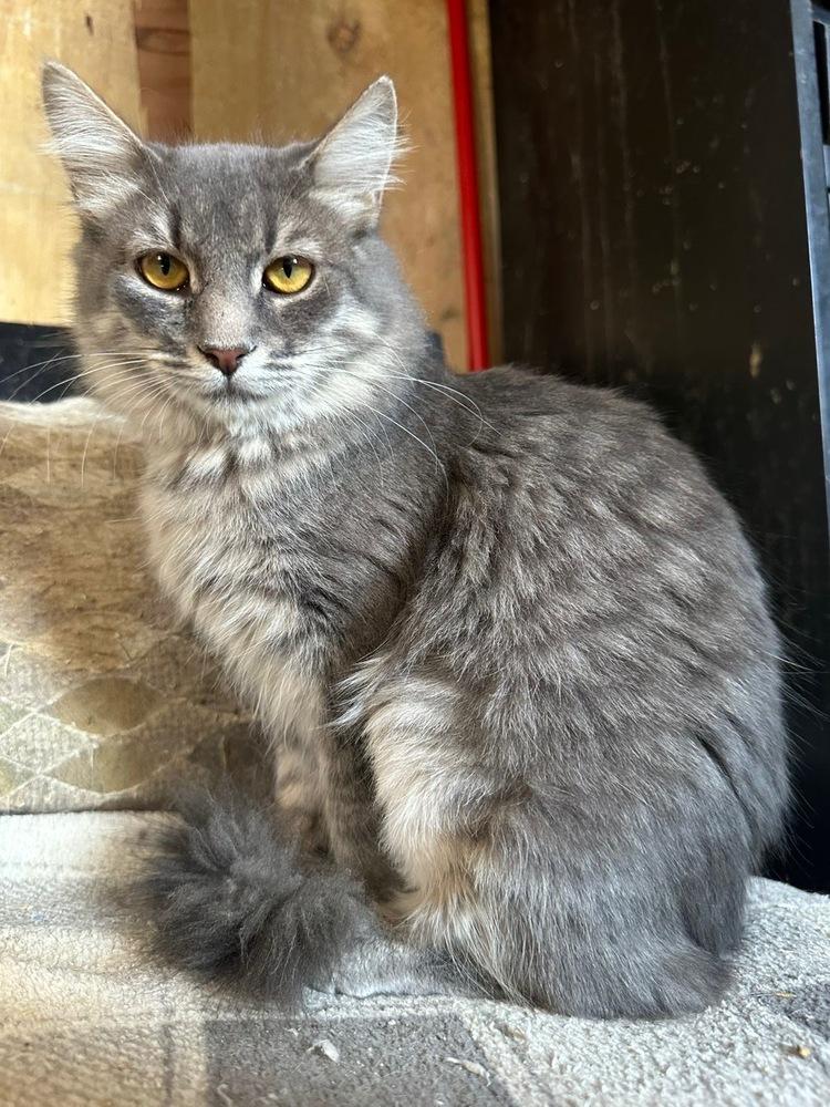 Tawnie, a Adoptable Domestic Short Hair in Thatcher, AZ image 2/2