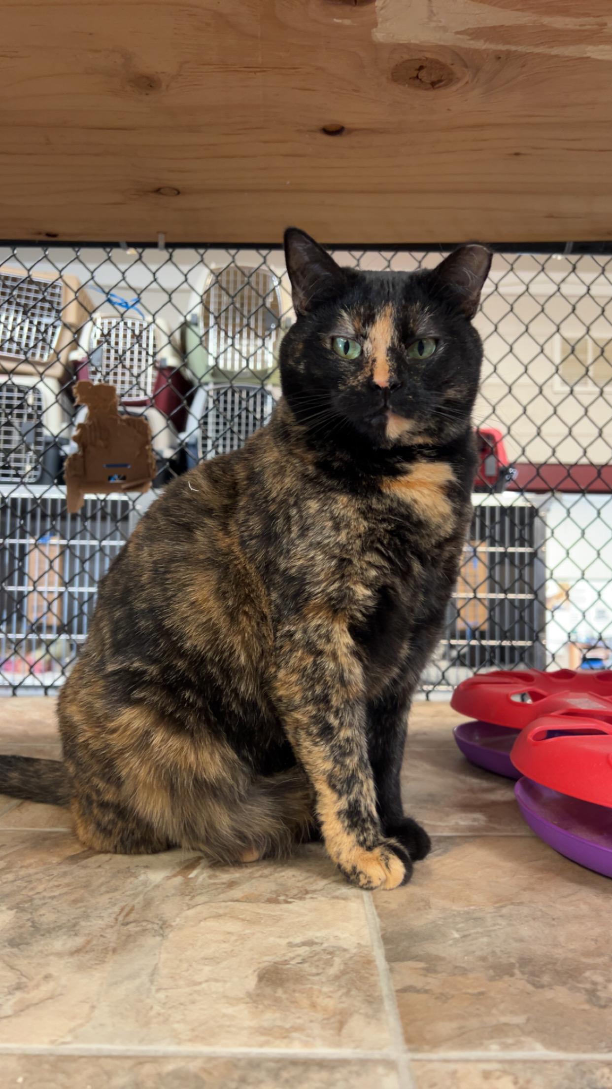 Cali, ADOPTABLE, Adult Female Domestic Short Hair.