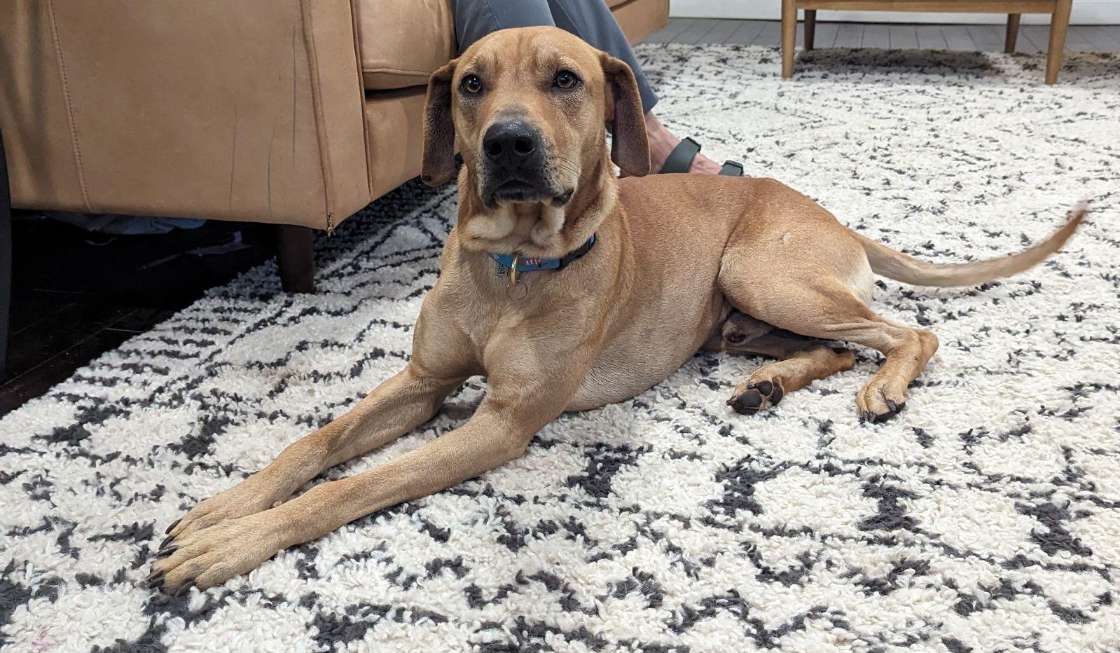 Reggie, Adoptable, Adult Male Labrador Retriever.