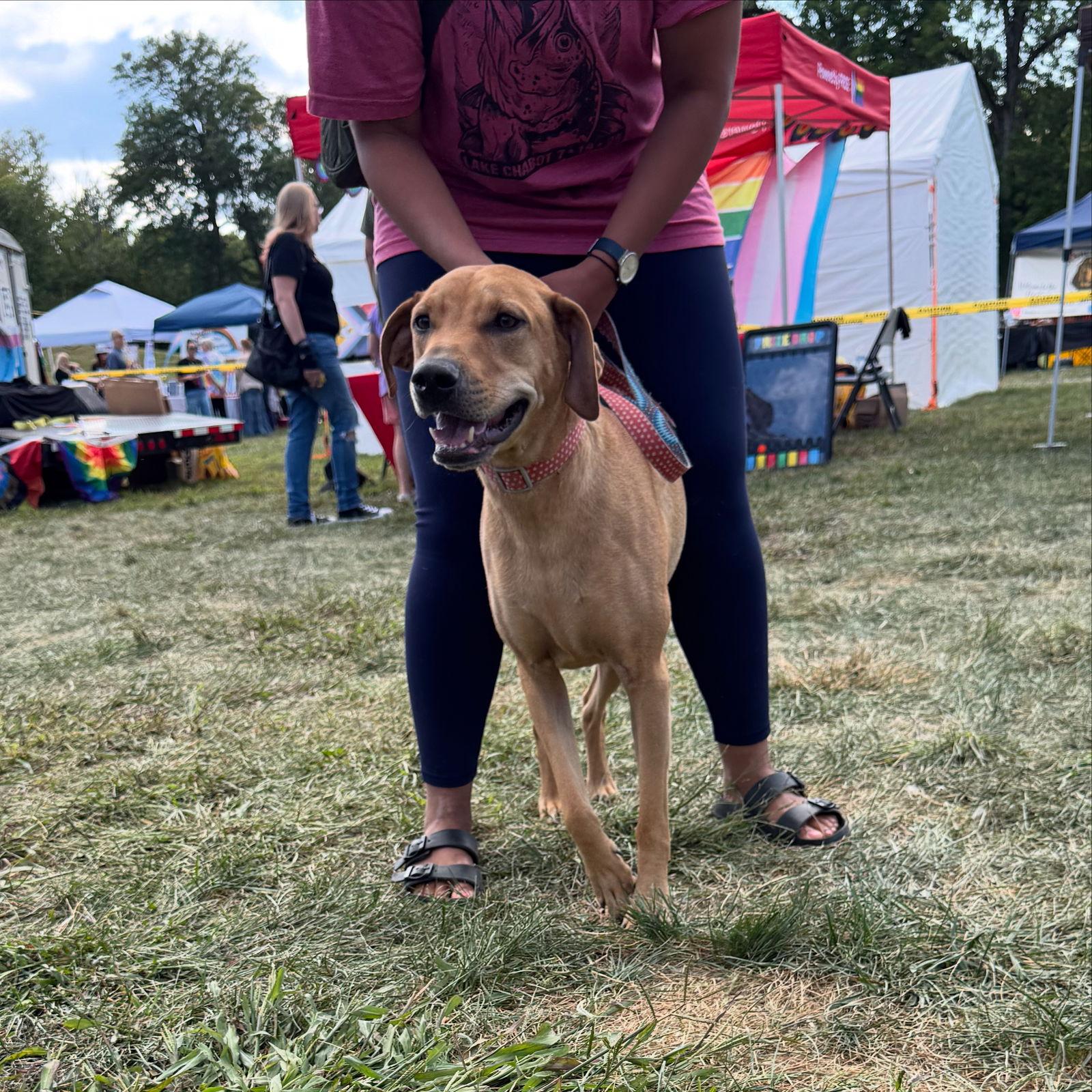 Reggie, a Adoptable Labrador Retriever in Columbus, IN image 3/3