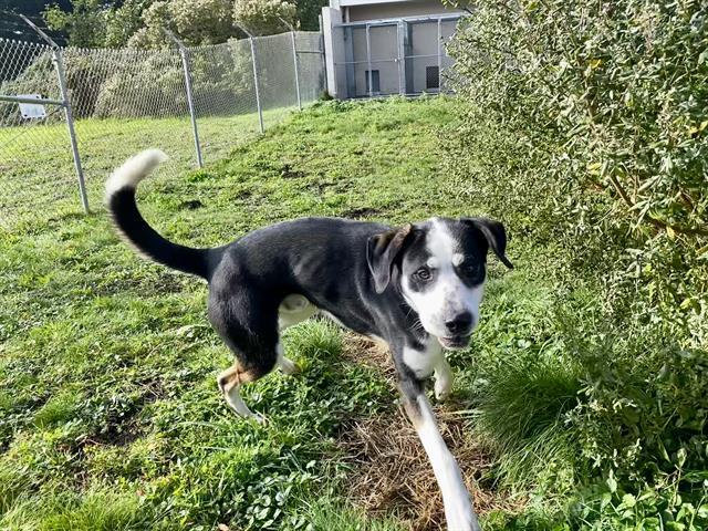 BONGO, Adoptable, Young Male Great Dane & Mixed Breed.