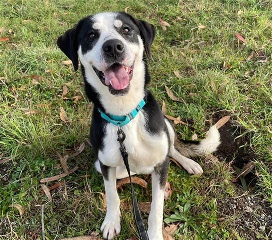 BONGO, Adoptable, Young Male Great Dane & Mixed Breed.