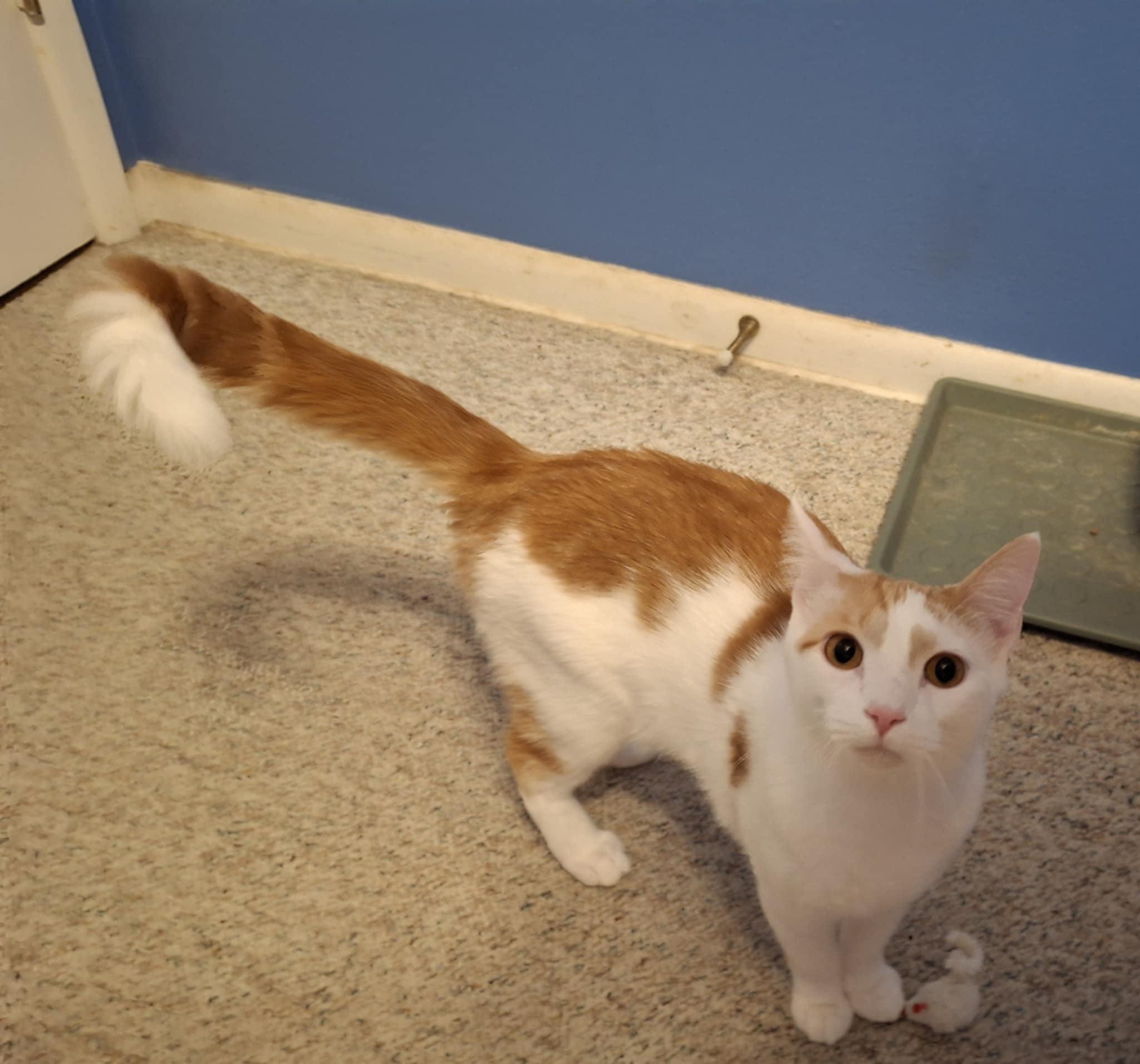 Enlarge Thomas Jefferson, a Adoptable Domestic Short Hair in Arnold, MO image 1/1