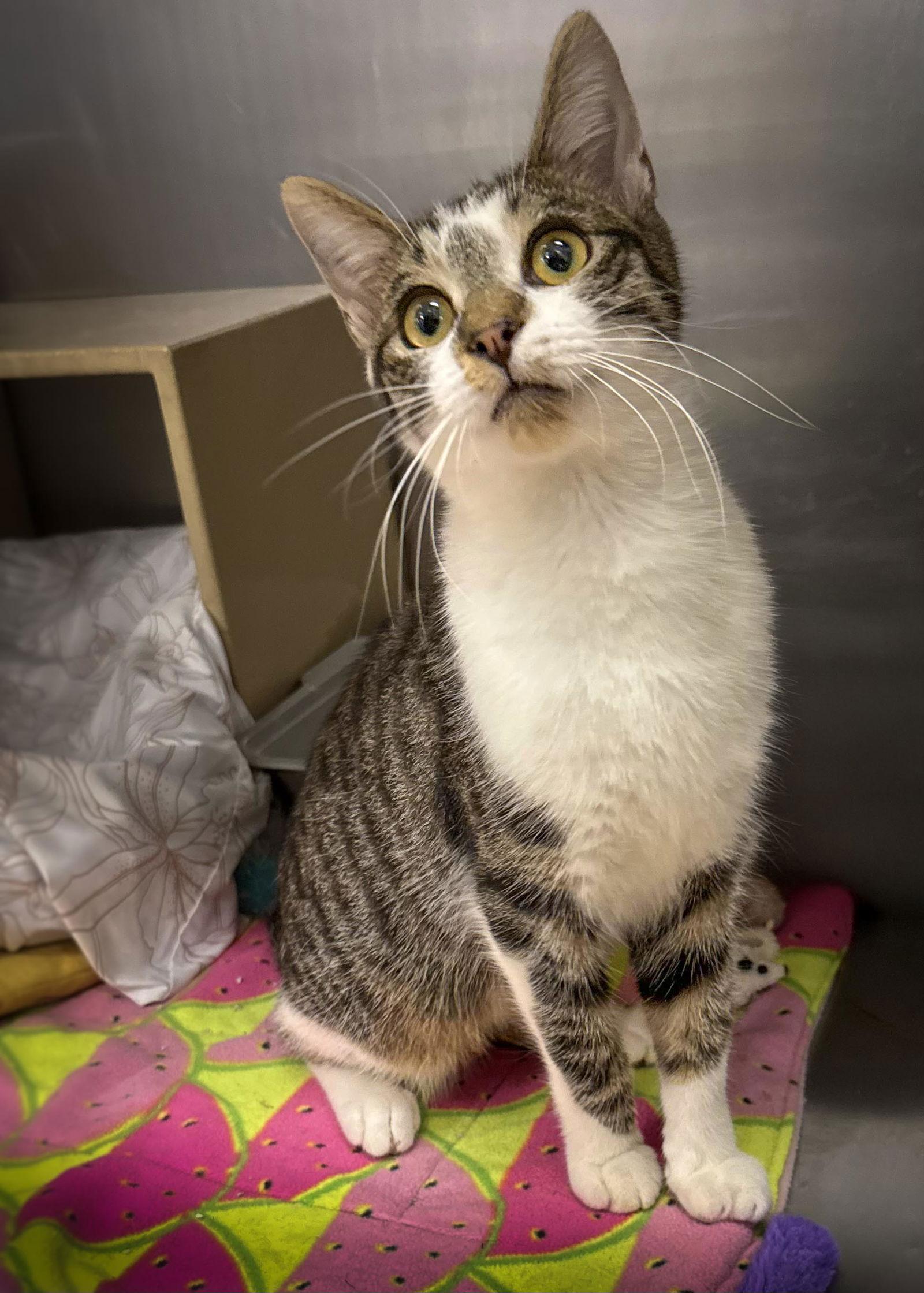 Vince, Adoptable, Young Male Domestic Short Hair.