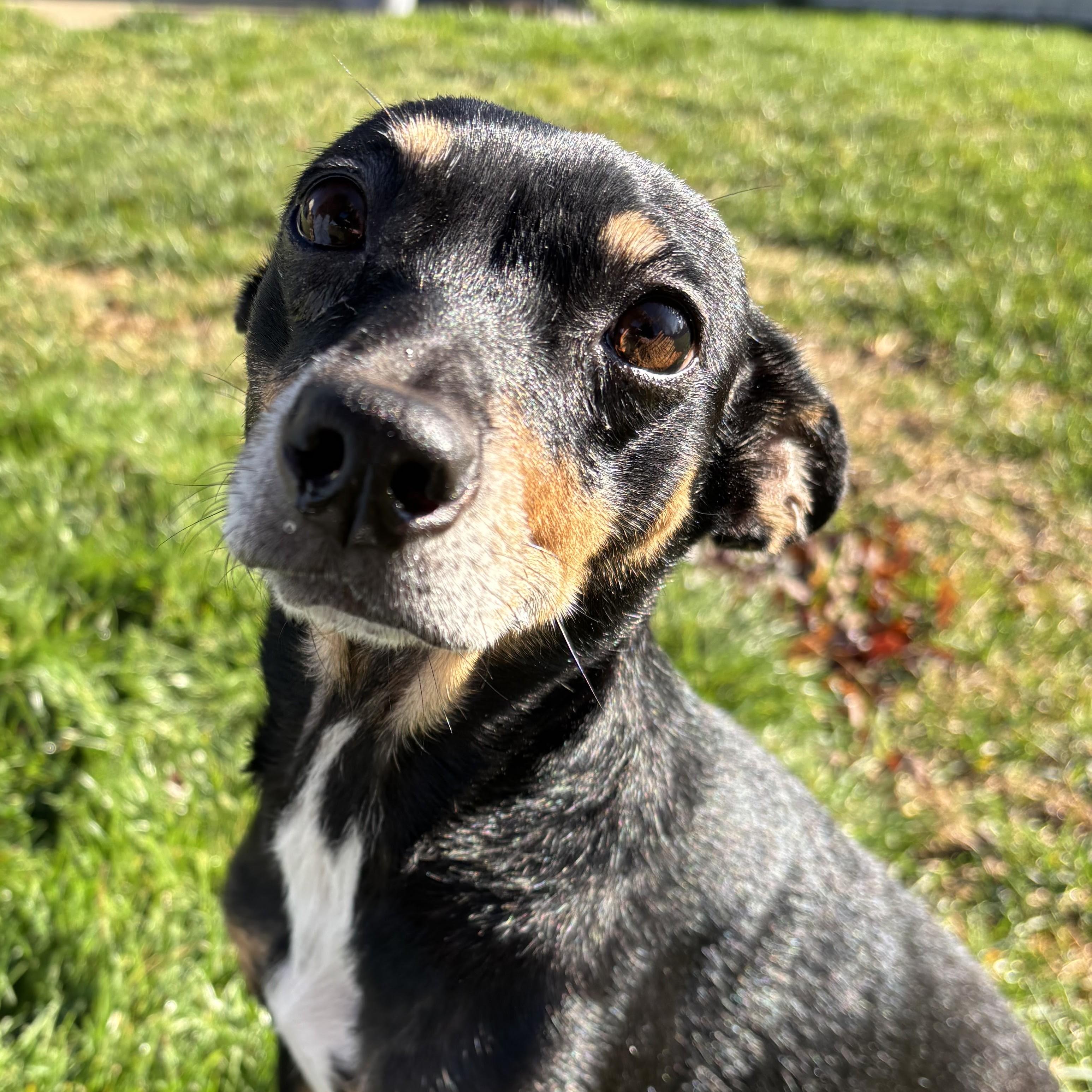 Enlarge Thistle, a Adoptable mixed breed in Normal, IL image 4/6