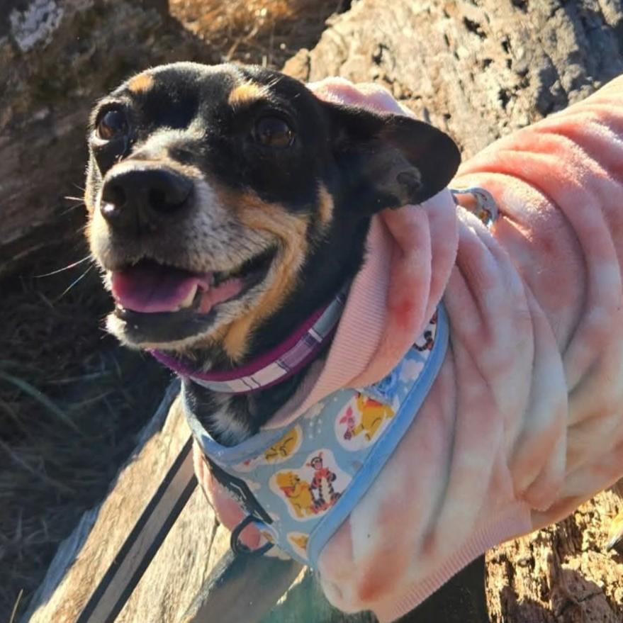 Enlarge Thistle, a Adoptable mixed breed in Normal, IL image 1/6