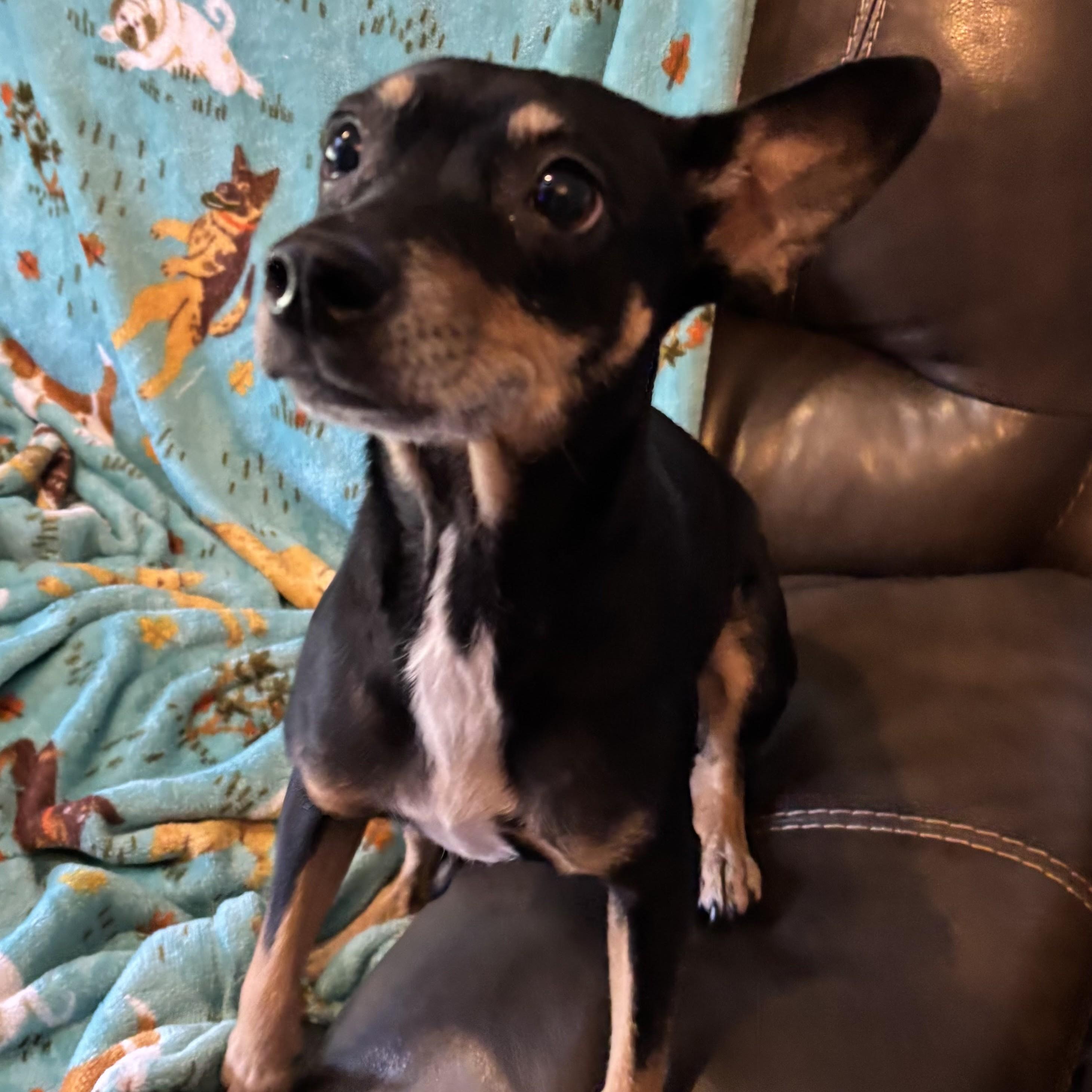 Enlarge Thistle, a Adoptable mixed breed in Normal, IL image 5/6