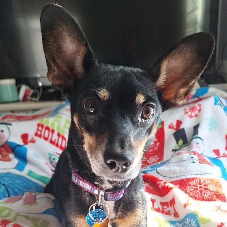 Thistle, Adoptable, Young Female Miniature Pinscher.