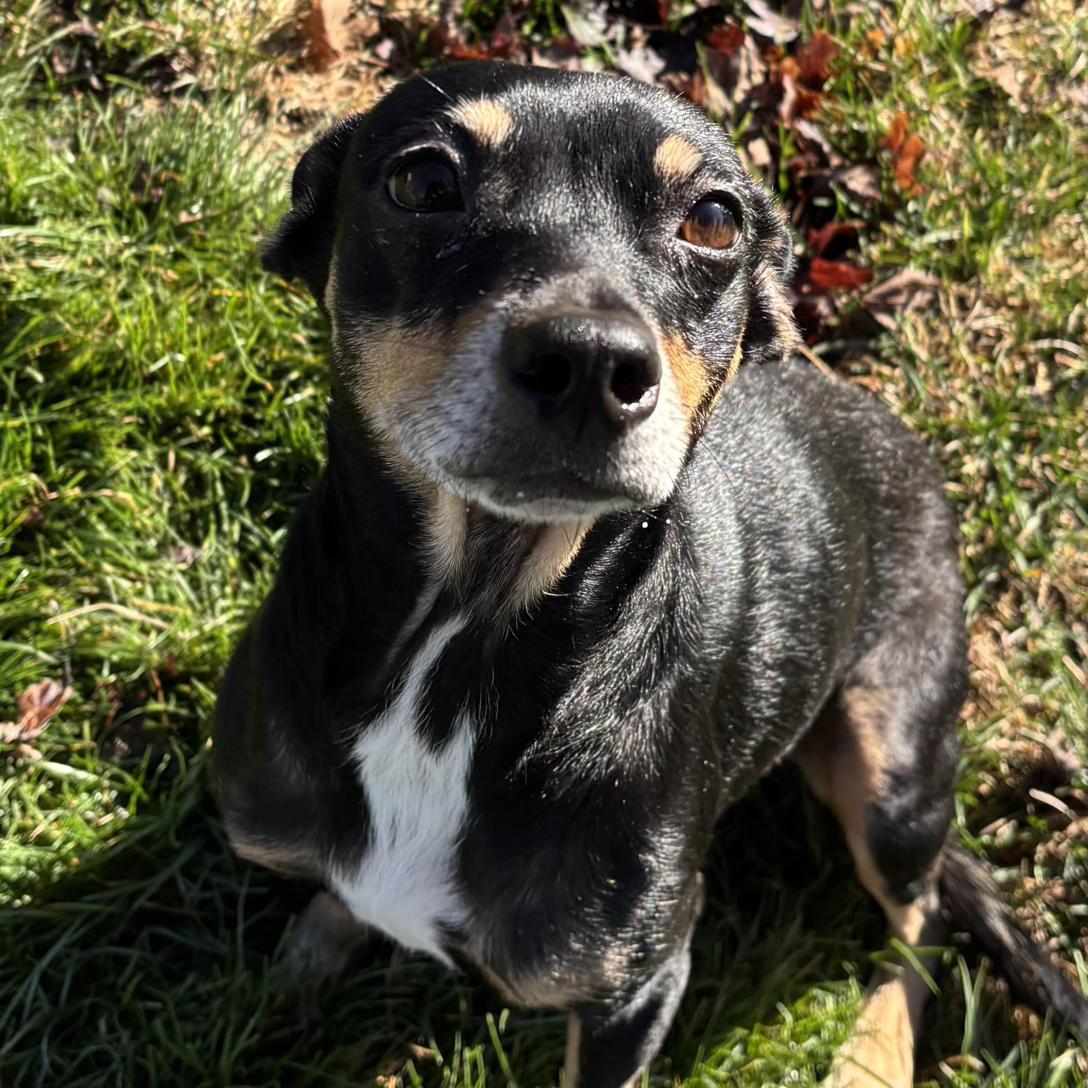 Enlarge Thistle, a Adoptable mixed breed in Normal, IL image 6/6