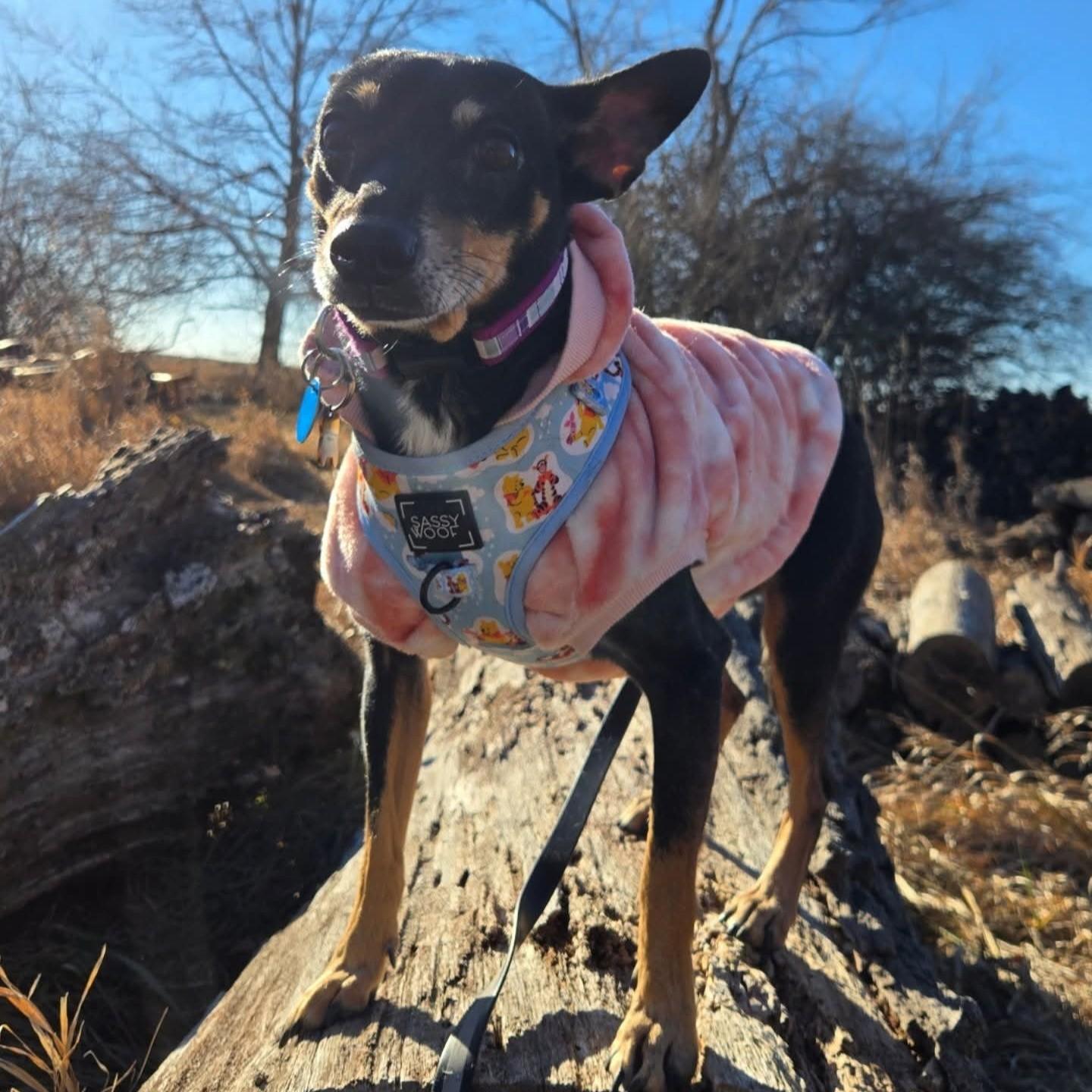 Enlarge Thistle, a Adoptable mixed breed in Normal, IL image 3/6