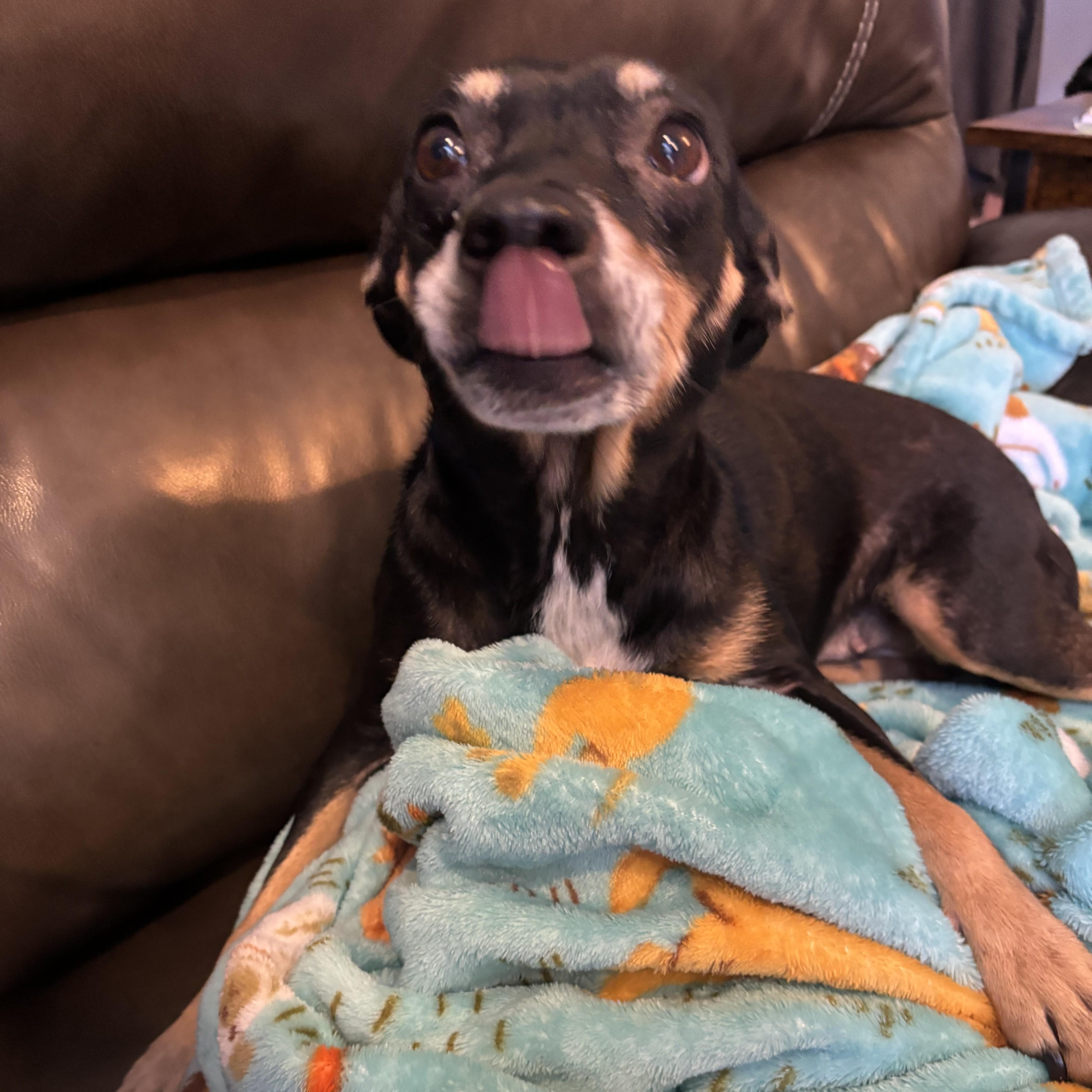 Enlarge Thistle, a Adoptable mixed breed in Normal, IL image 3/6