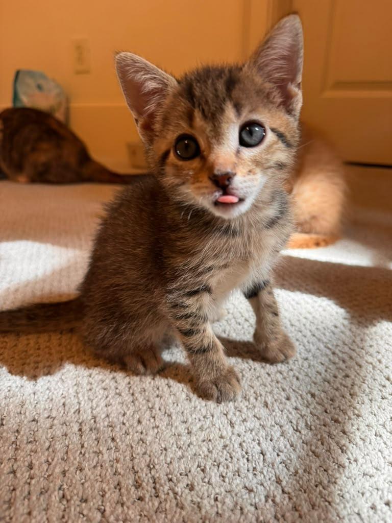 Enlarge Felix, an adopted Domestic Short Hair in Brookhaven, GA image 4/5