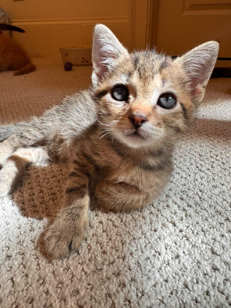 Enlarge Felix, an adopted Domestic Short Hair in Brookhaven, GA image 5/5