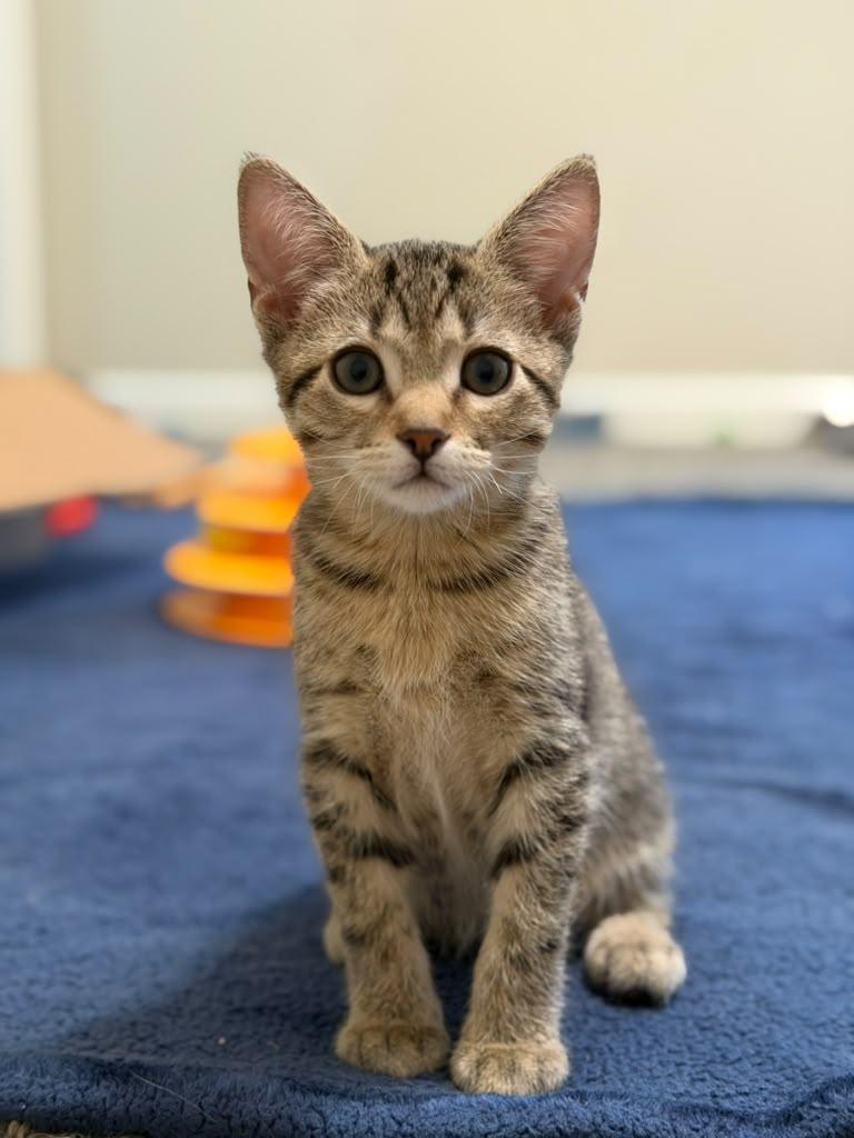Felix, adopted, Kitten Male Domestic Short Hair.