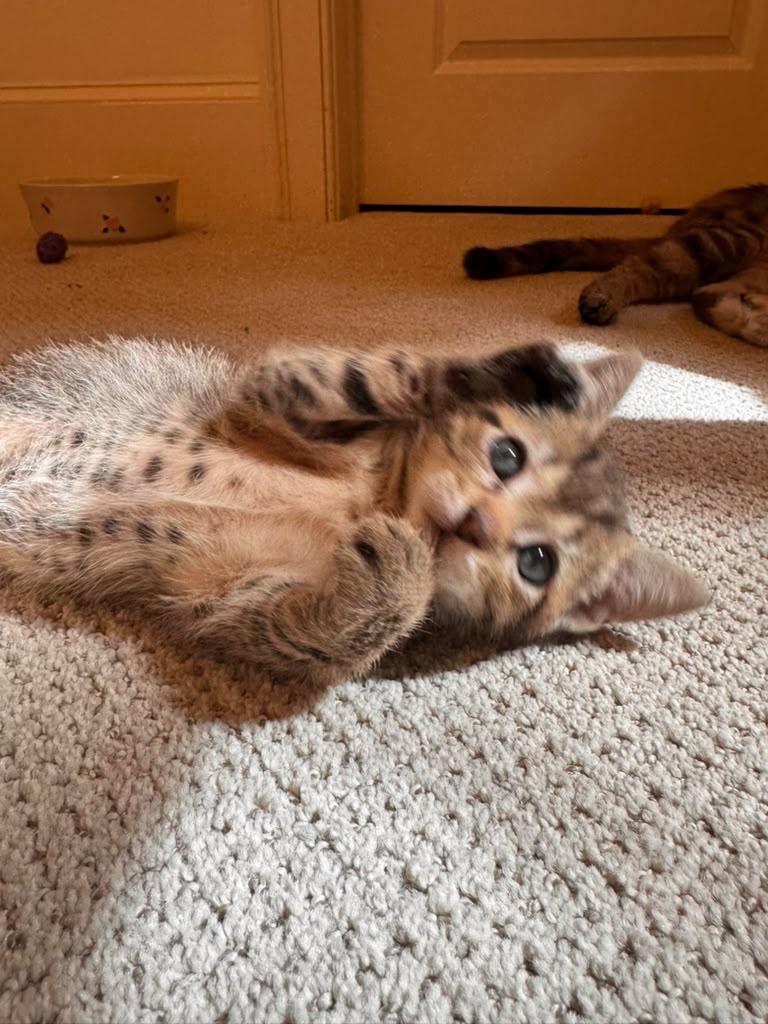 Enlarge Felix, an adopted Domestic Short Hair in Brookhaven, GA image 3/5