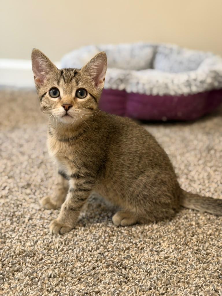 Enlarge Felix, an adopted Domestic Short Hair in Brookhaven, GA image 2/5