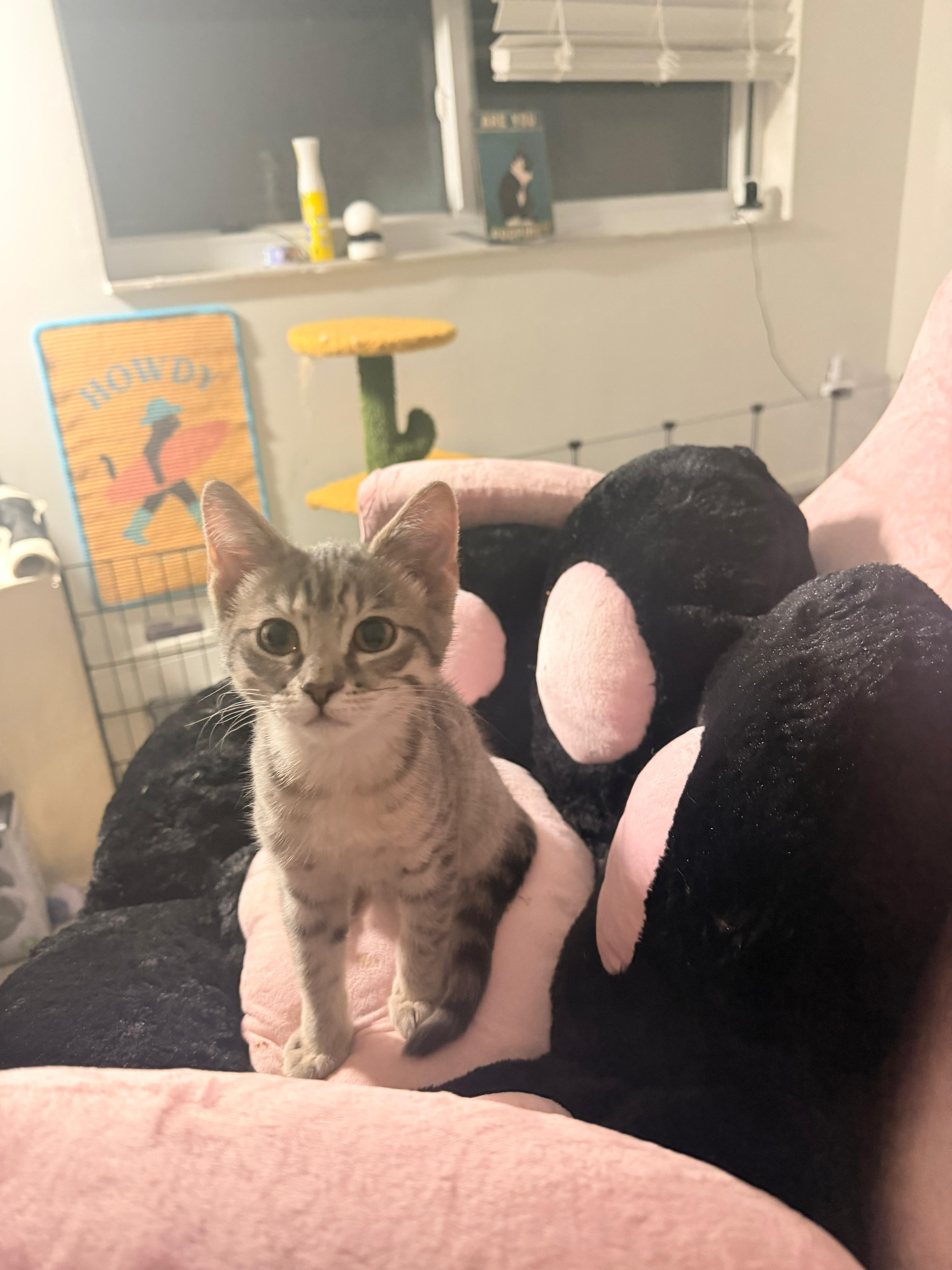 Enlarge Bram, an adopted Tabby in Miami, FL image 1/1