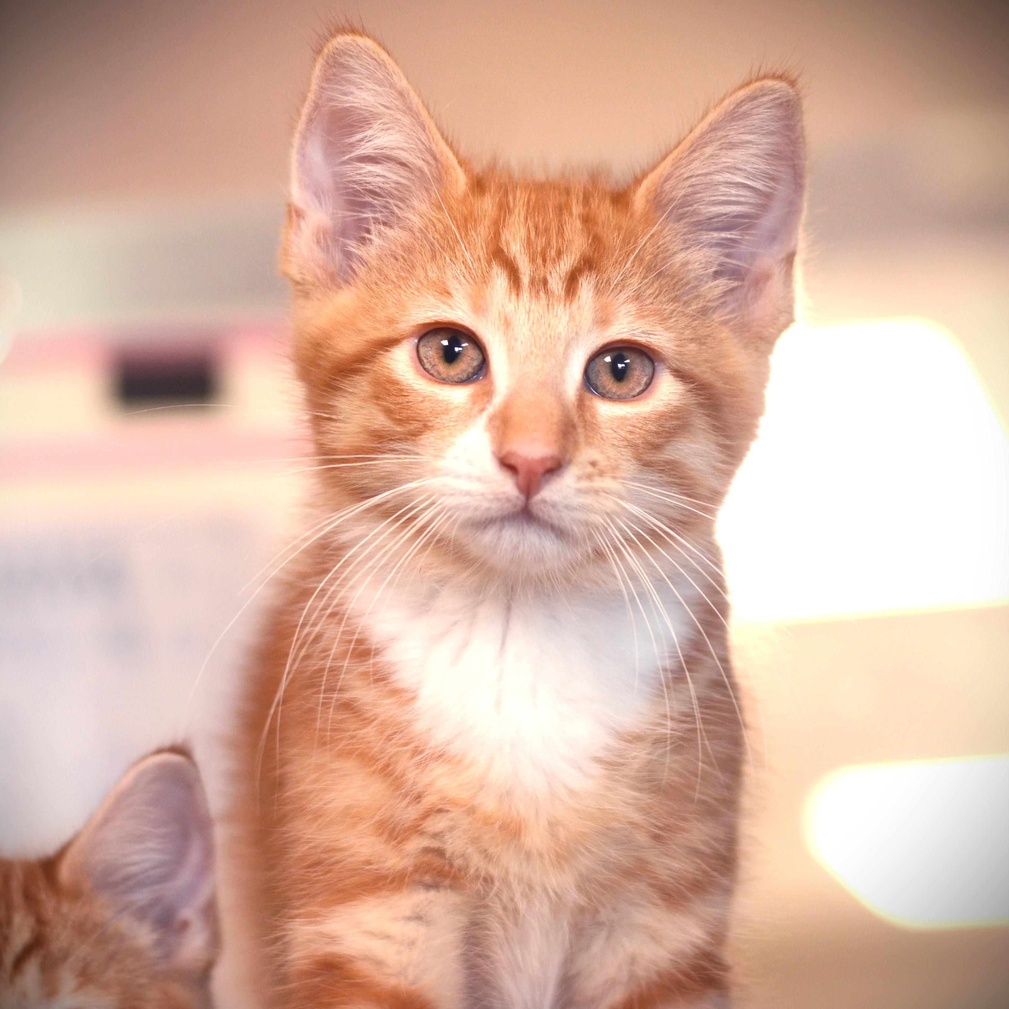 Tarte, an adopted Domestic Short Hair in Amsterdam, NY image 1/2