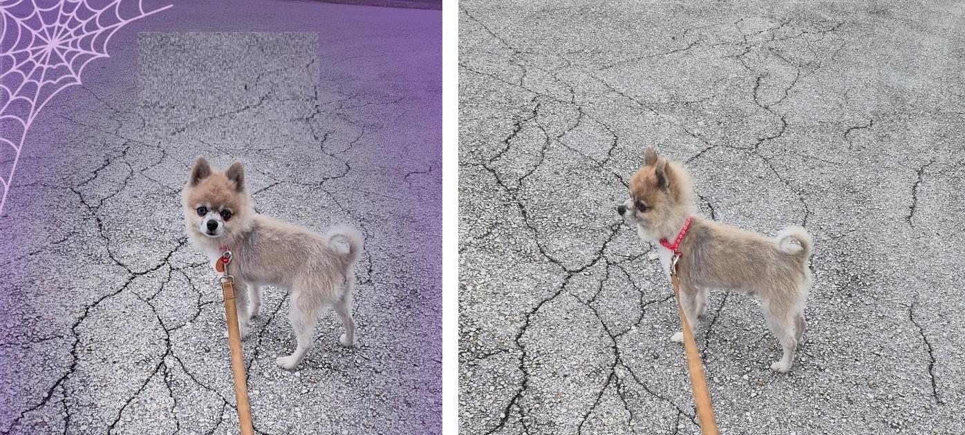 Enlarge Peanut, a Adoptable Pomeranian in Orlando, FL image 3/6