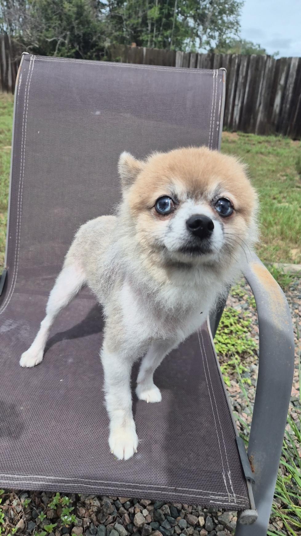 Peanut, Adoptable, Young Male Pomeranian.