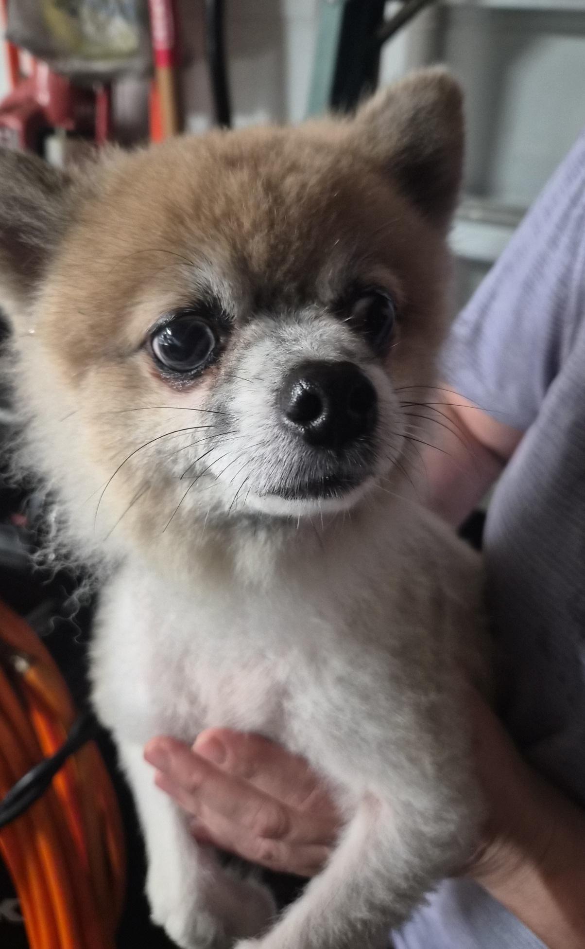 Enlarge Peanut, a Adoptable Pomeranian in Orlando, FL image 6/6