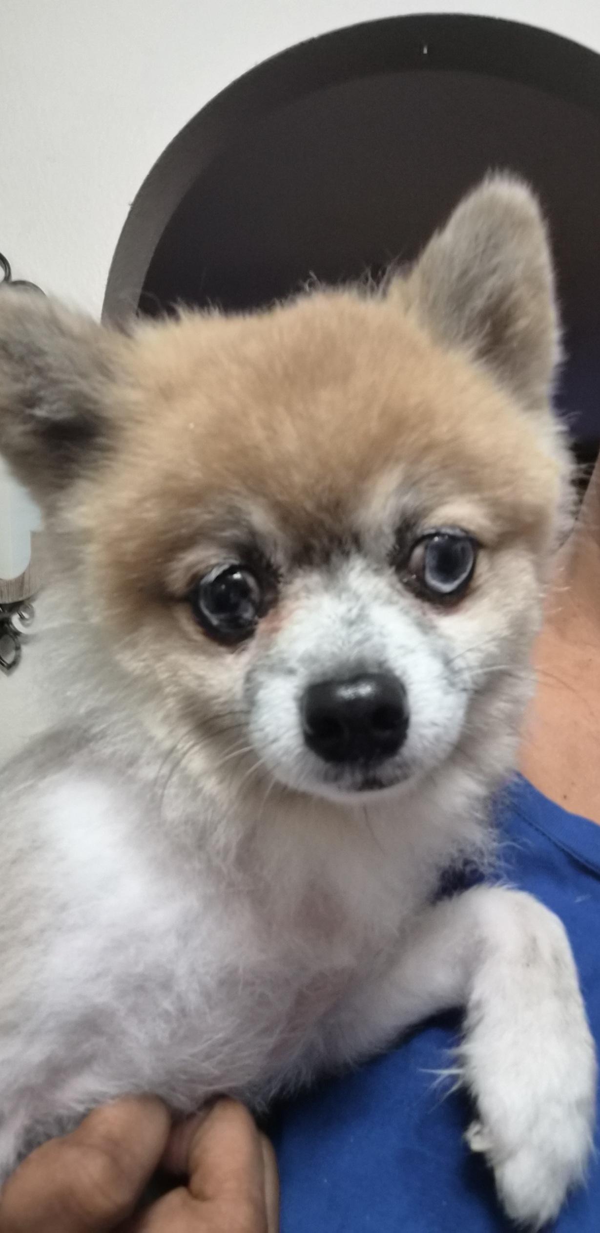 Enlarge Peanut, a Adoptable Pomeranian in Orlando, FL image 4/6
