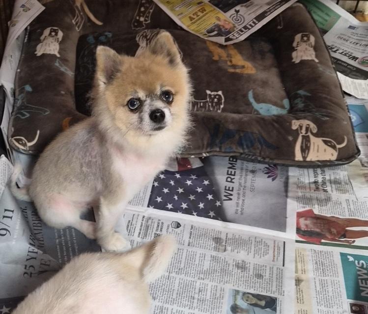 Enlarge Peanut, a Adoptable Pomeranian in Orlando, FL image 3/6
