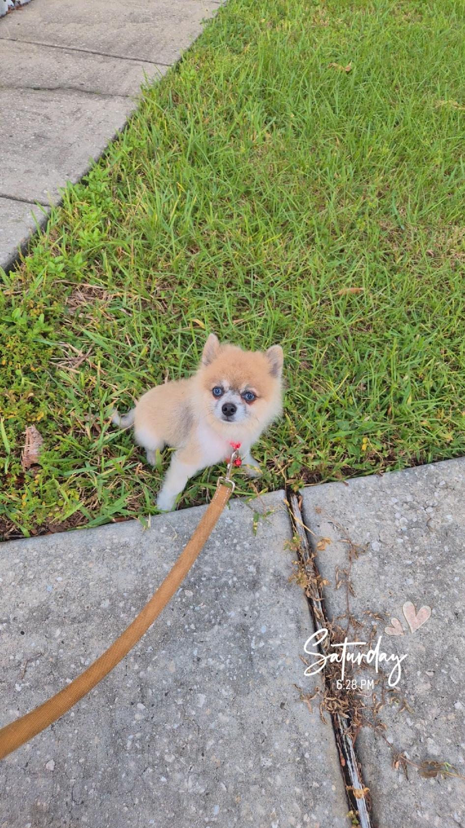 Enlarge Peanut, a Adoptable Pomeranian in Orlando, FL image 1/6