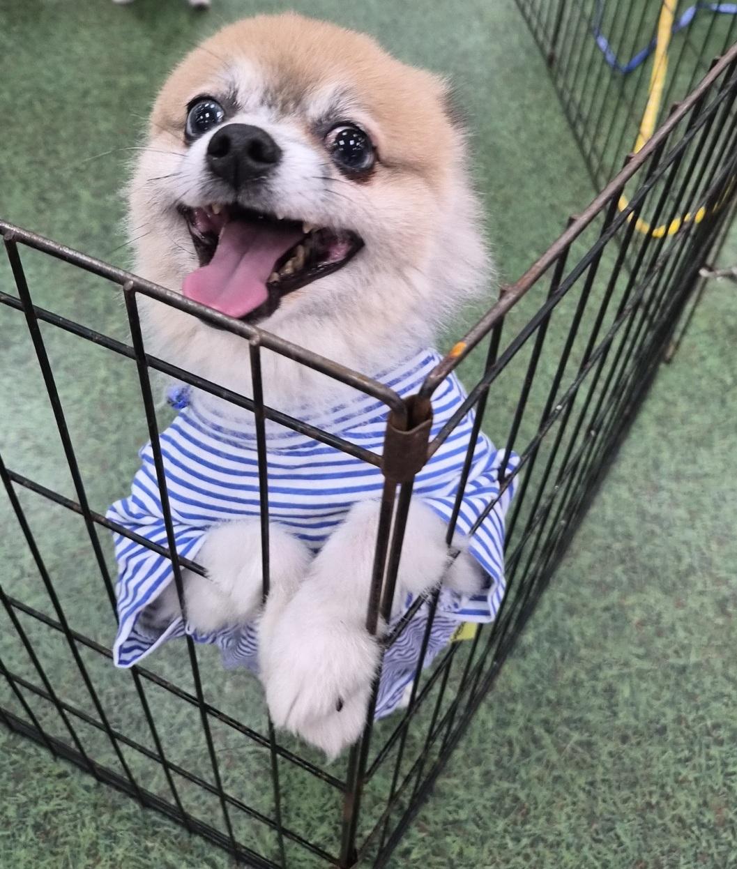 Enlarge Peanut, a Adoptable Pomeranian in Orlando, FL image 5/6