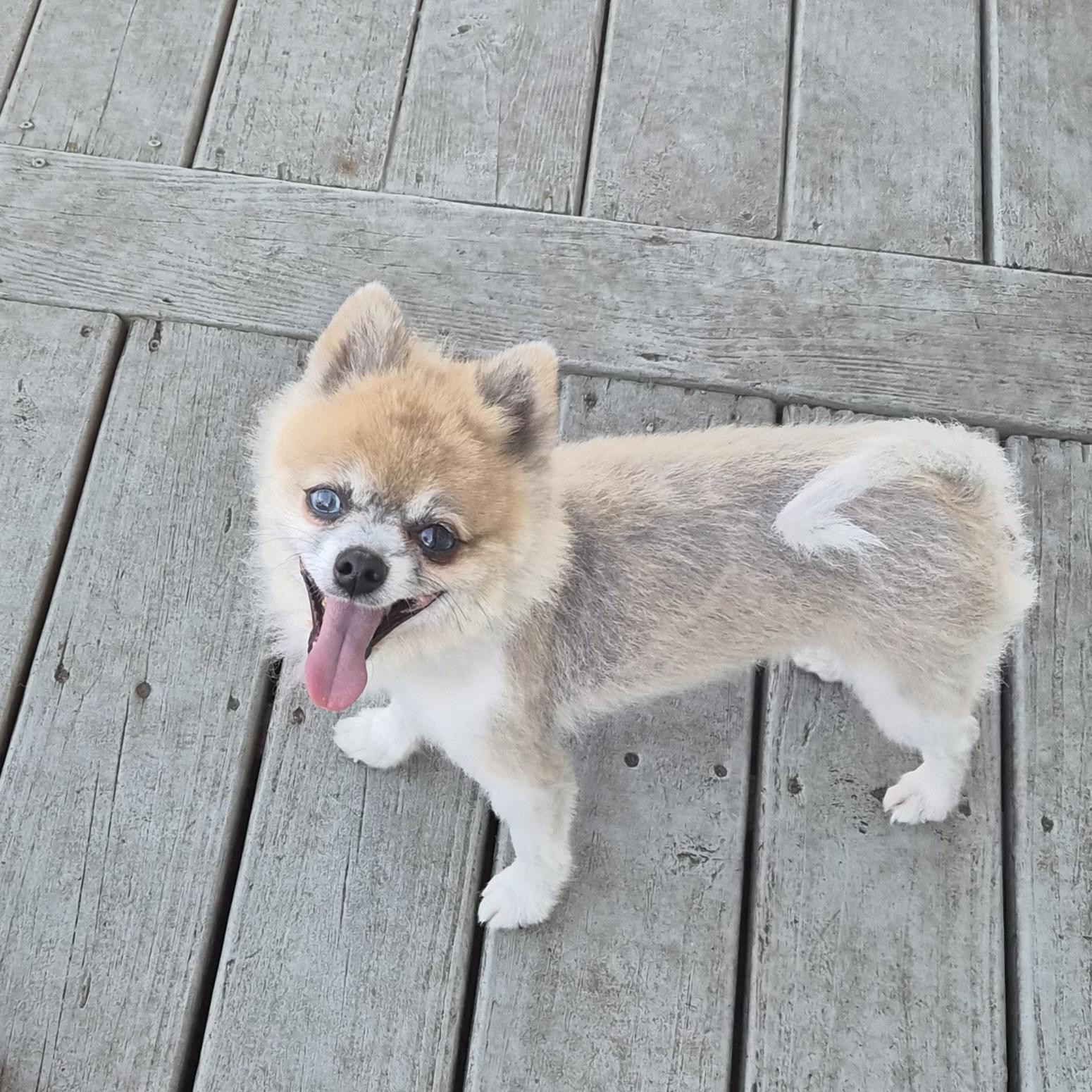Enlarge Peanut, a Adoptable Pomeranian in Orlando, FL image 2/6