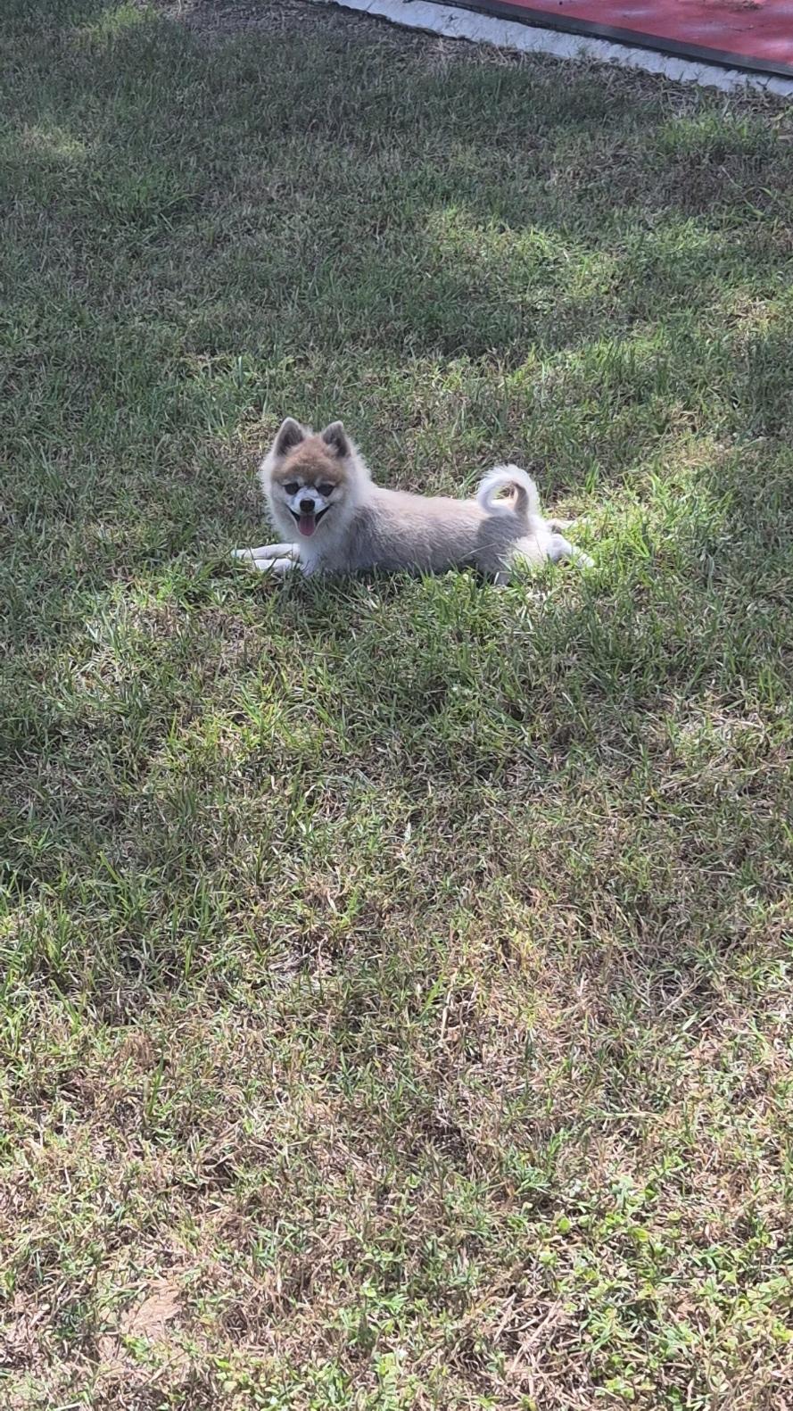 Enlarge Peanut, a Adoptable Pomeranian in Orlando, FL image 4/6