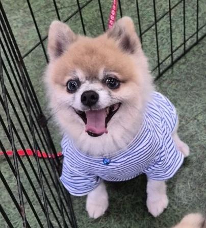 Peanut, Adoptable, Young Male Pomeranian.